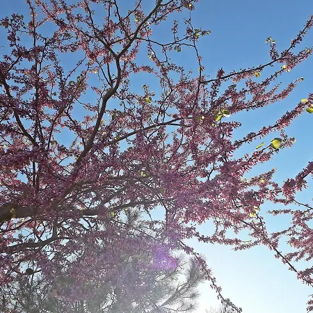 Vinciucci Bed & Breakfast